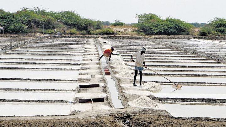 Tamil Nadu: Vedaranyam salt producers on track to meet 2026 target of 1.75L tonnes