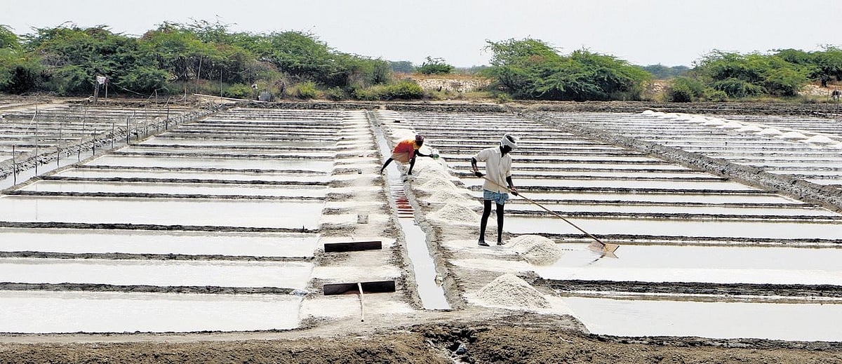 Tamil Nadu: Vedaranyam salt producers on track to meet 2026 target of 1.75L tonnes