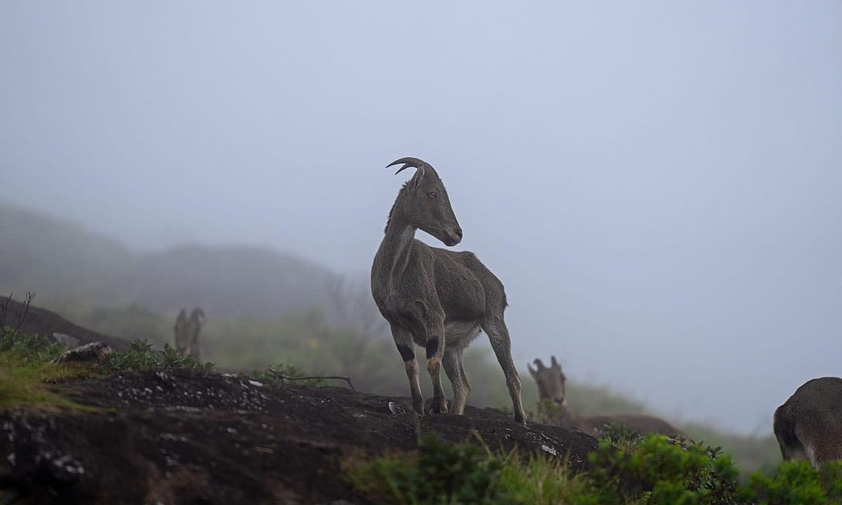 India launches first guide to grasslands, other open natural ecosystems at COP17