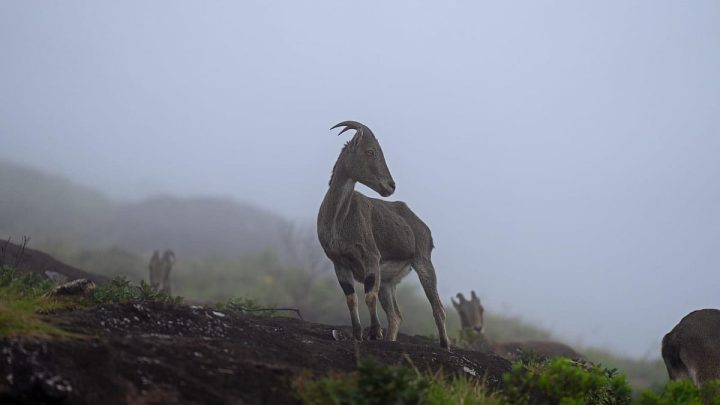 India launches first guide to grasslands, other open natural ecosystems at COP17
