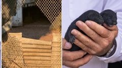 1,500 mink escape from Oregon farm after fence is cut open reportedly by extremist animal rights group