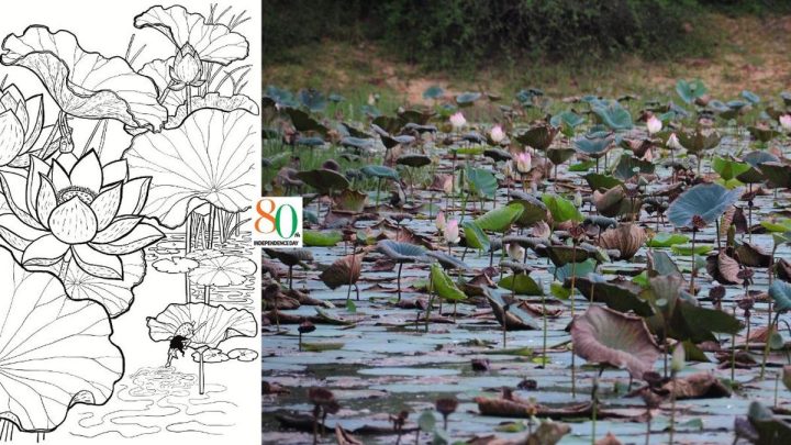 Independence Day 2026: A hidden lake of lotuses, and the India I keep seeking