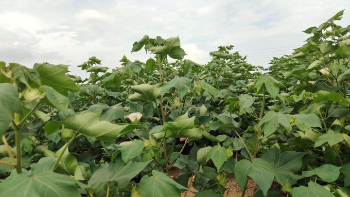 Favourable rainfall helps revive cotton crop in Yadgir after a prolonged dry spell