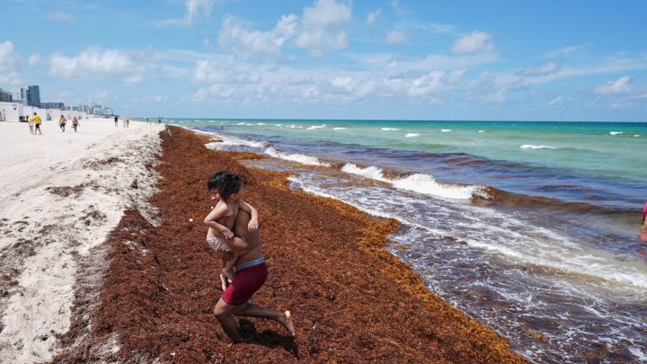Global ocean temperatures hit record high as El Nino intensifies
