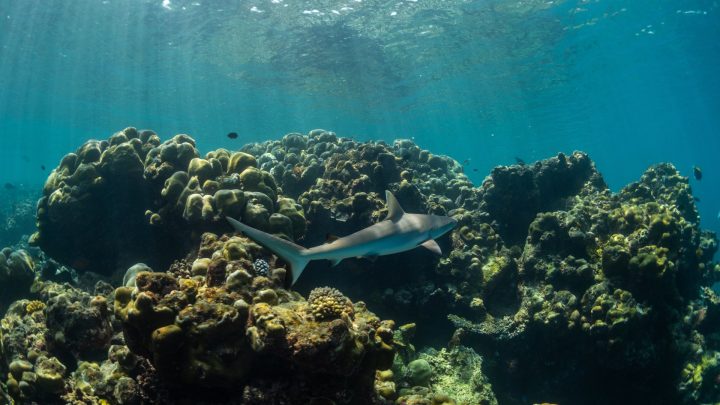 Global coral reef coverage risks irreversible decline, new report warns