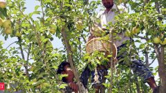 Himachal to unlock Rs 22.6k cr forest economy bet