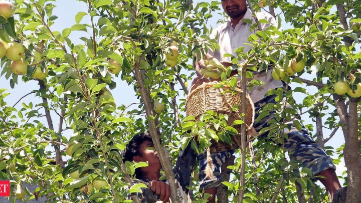Himachal to unlock Rs 22.6k cr forest economy bet