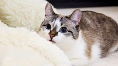 Sindh Conducts First Scientific Post-Mortem of Pet Cat