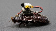 Australian Scientists Turn Giant Cockroaches into Drug-Delivering Cyborgs