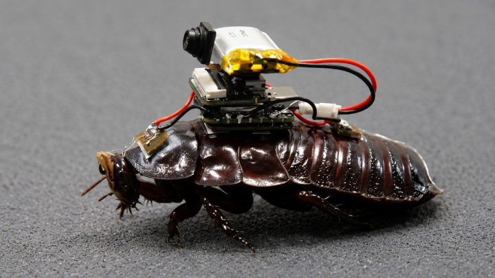 Australian Scientists Turn Giant Cockroaches into Drug-Delivering Cyborgs