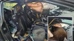 Black bear found dead after spending days trying to escape locked car