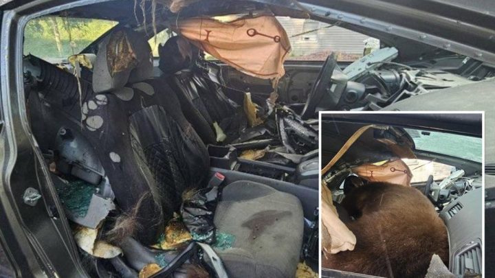 Black bear found dead after spending days trying to escape locked car