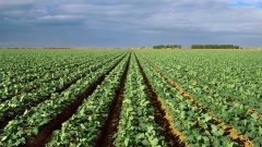 America’s favorite vegetable under major threat of looming California droughts: new research