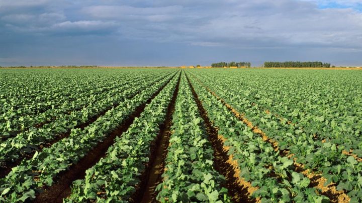 America’s favorite vegetable under major threat of looming California droughts: new research