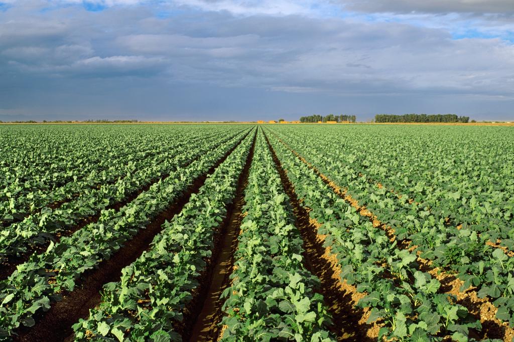 America’s favorite vegetable under major threat of looming California droughts: new research