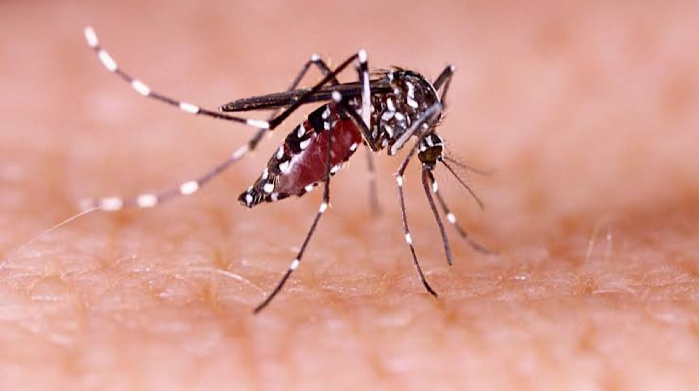 Rawalpindi Faces Rising Risk of Dengue Outbreak