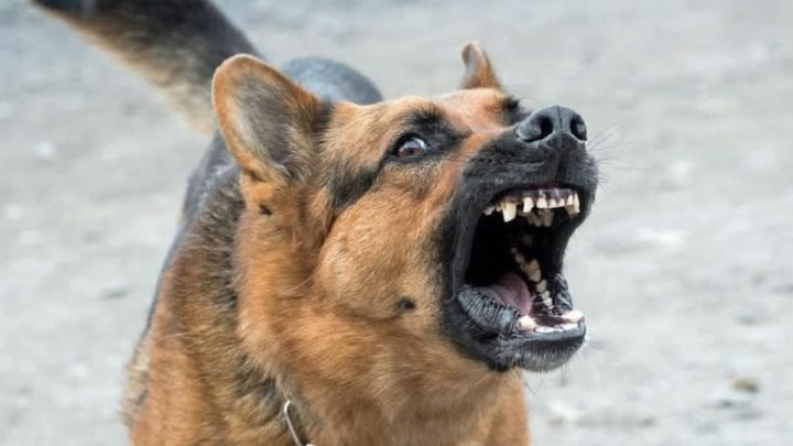 Another Karachi Man Dies of Rabies After Stray Dog Bite