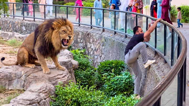 Dumb TikToker Jumps into Lion’s Cage at Lahore Zoo