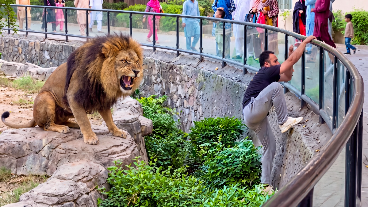 Dumb TikToker Jumps into Lion’s Cage at Lahore Zoo