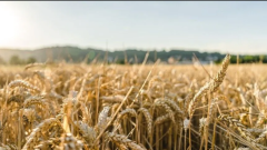 El Nino weather event may cost global economy trillions of dollars via agriculture and food