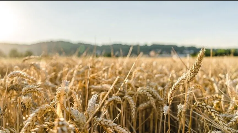 El Nino weather event may cost global economy trillions of dollars via agriculture and food
