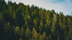 KP Launches Major Project to Plant Over 500,000 Trees