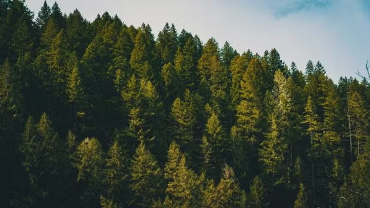 KP Approves 5-Year Billion Tree Plus Project Worth Rs. 6.5 Billion