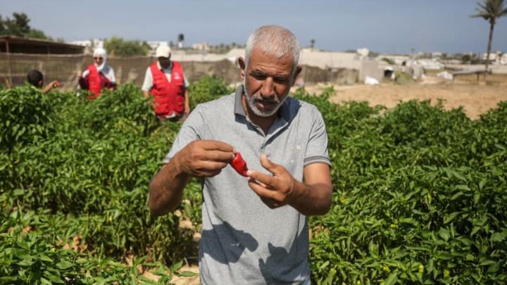 ‘Ray of hope’: Gaza seed bank rebuilds after wartime destruction