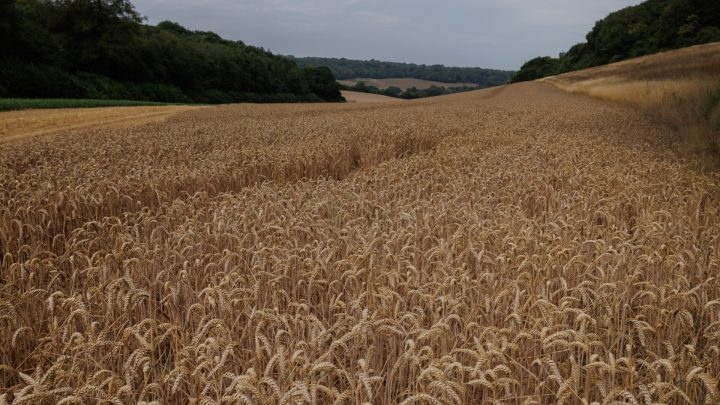 War and heat: Why are wheat prices soaring?