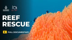Can “super coral” and cooling the sea, save reefs from climate change?