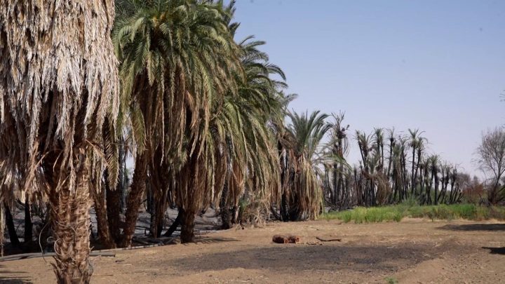 Sudan’s date palm trees under threat from drought and wildfires