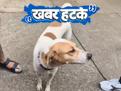 खबर हटके- कुत्तों का बना आधार कार्ड: गधे पर बैठकर श्मशान की परिक्रमा; बाघ और बकरी की अनोखी दोस्ती1:48Play video
