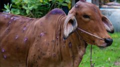 Farmers Alarmed Over Lumpy Skin Disease