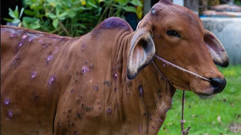 Farmers Alarmed Over Lumpy Skin Disease