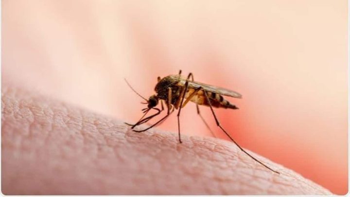 Malaria Cases Surge Across Sindh