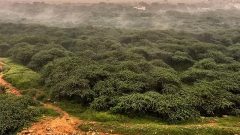 Proposals on Delhi Ridge, forest land use under scrutiny