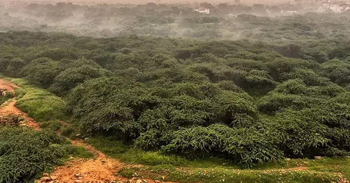 Proposals on Delhi Ridge, forest land use under scrutiny