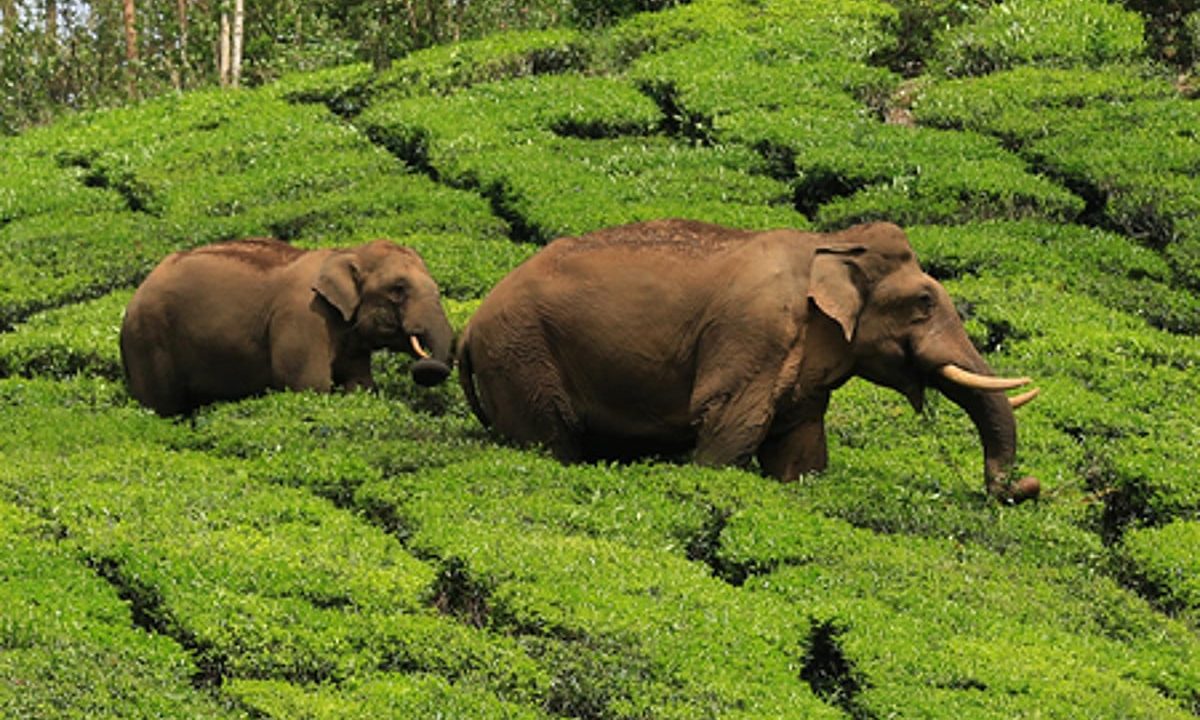 MoEFCC recommends zoning, habitat management to reduce human-elephant conflict