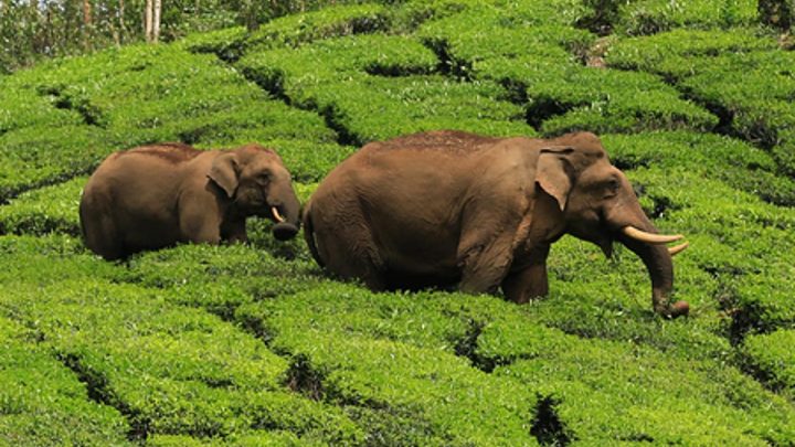 MoEFCC recommends zoning, habitat management to reduce human-elephant conflict