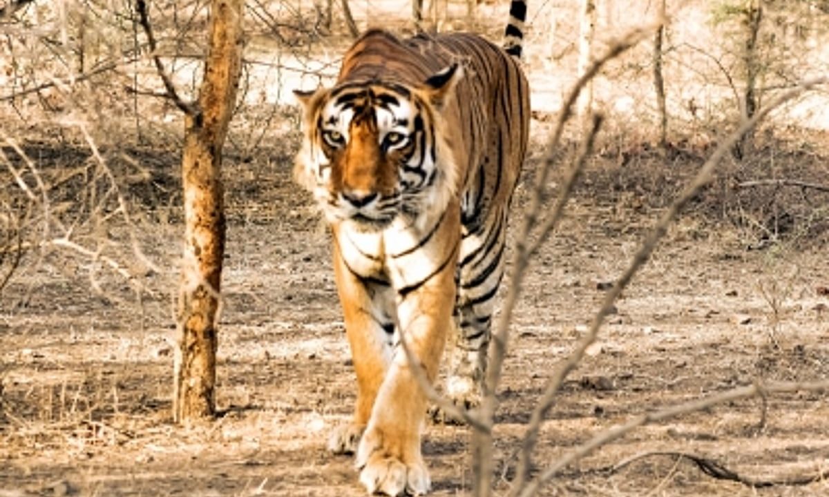Man killed in ‘tiger attack’ in Nilgiris, second death in August