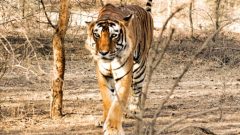 Man killed in ‘tiger attack’ in Nilgiris, second death in August
