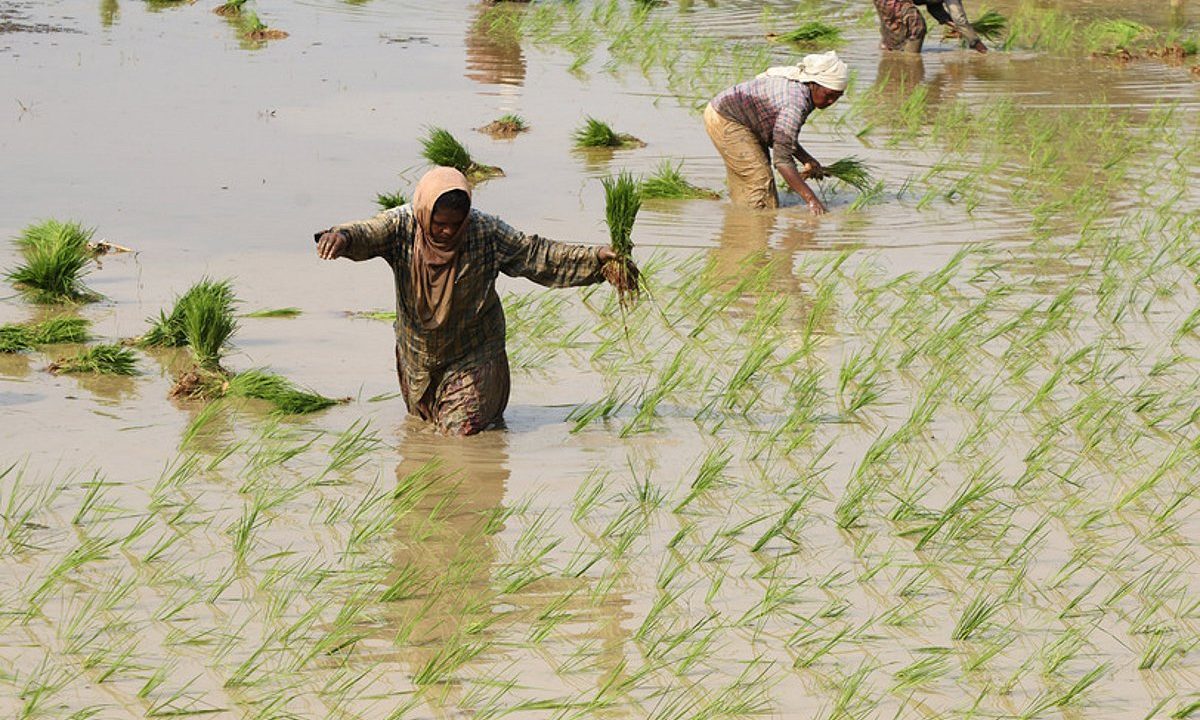 Deputy CM Kanak Vardhan seeks stronger IRRI partnership for climate-resilient rice farming
