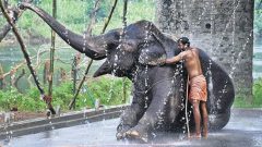 Set up clinics for health check-ups of captive jumbos in states: SC to Centre