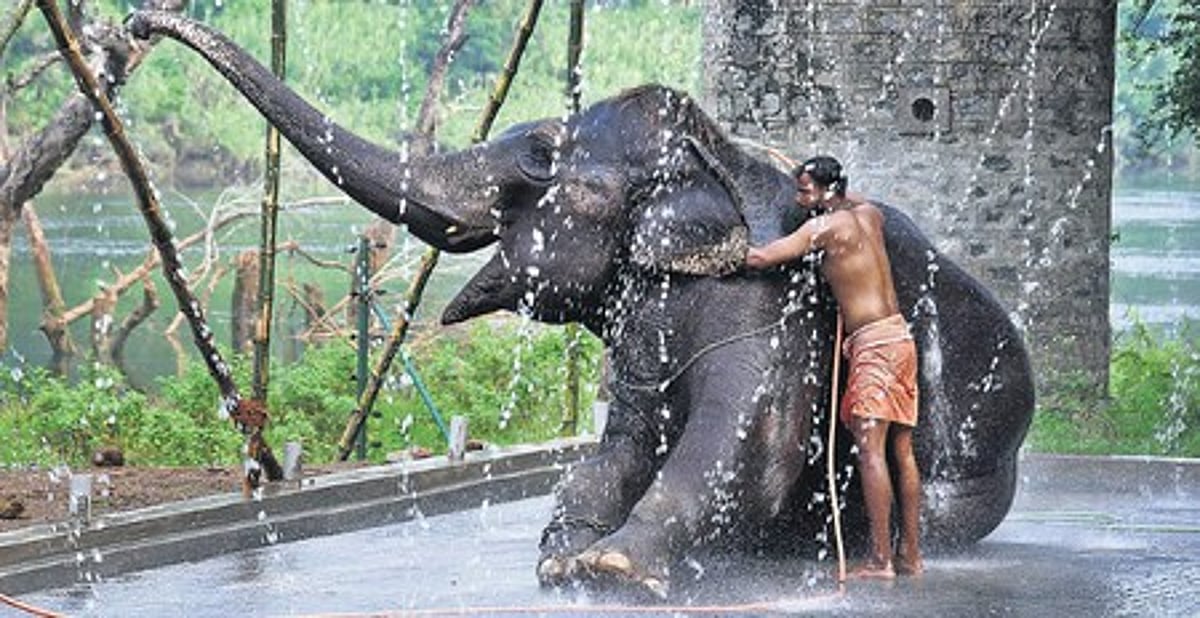 Set up clinics for health check-ups of captive jumbos in states: SC to Centre