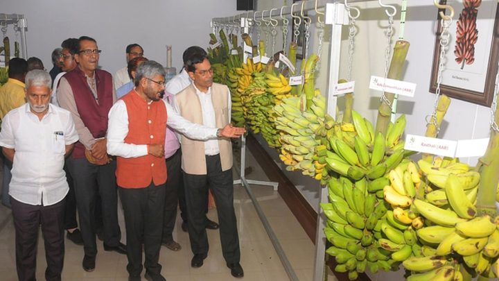 NRCB releases carotene-rich, 15-day shelf-life banana varieties