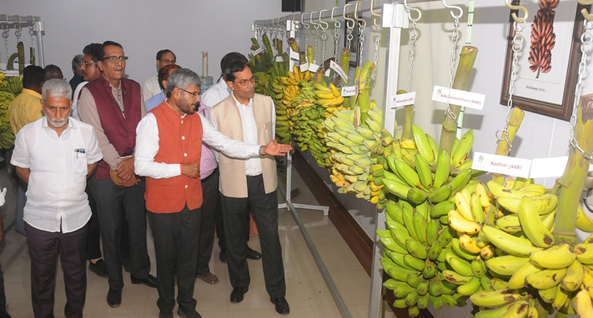 NRCB releases carotene-rich, 15-day shelf-life banana varieties
