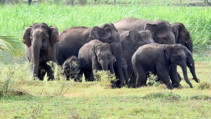 Wild elephants trample woman to death in Jharkhand's Ramgarh