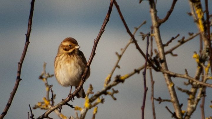 Study reveals the building blocks of birdsong