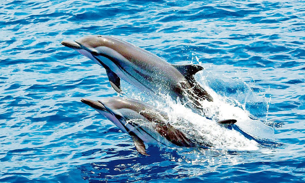 Spot dolphins at this protected coral island near Rameswaram