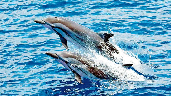 Spot dolphins at this protected coral island near Rameswaram
